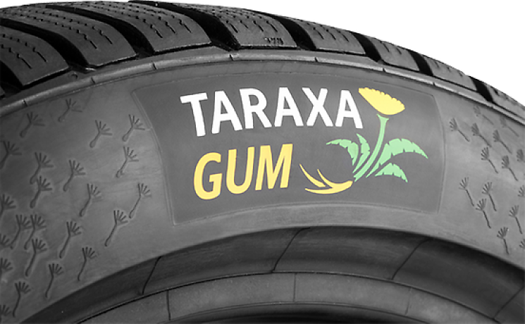 Continental открывает исследовательскую лабораторию «Taraxagum Lab Anklam» по производству резины из одуванчиков